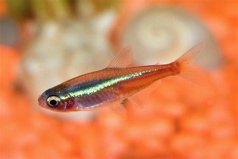 Neon Tetra Disease in Fish: Treatment and Prevention.